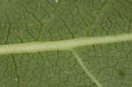 Kidneyleaf rosinweed